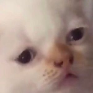 Meet your Posher, Isabel